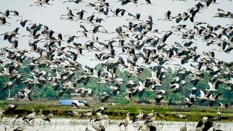 Lịch sử hình thành và bảo tồn Vườn Cò Bằng Lăng