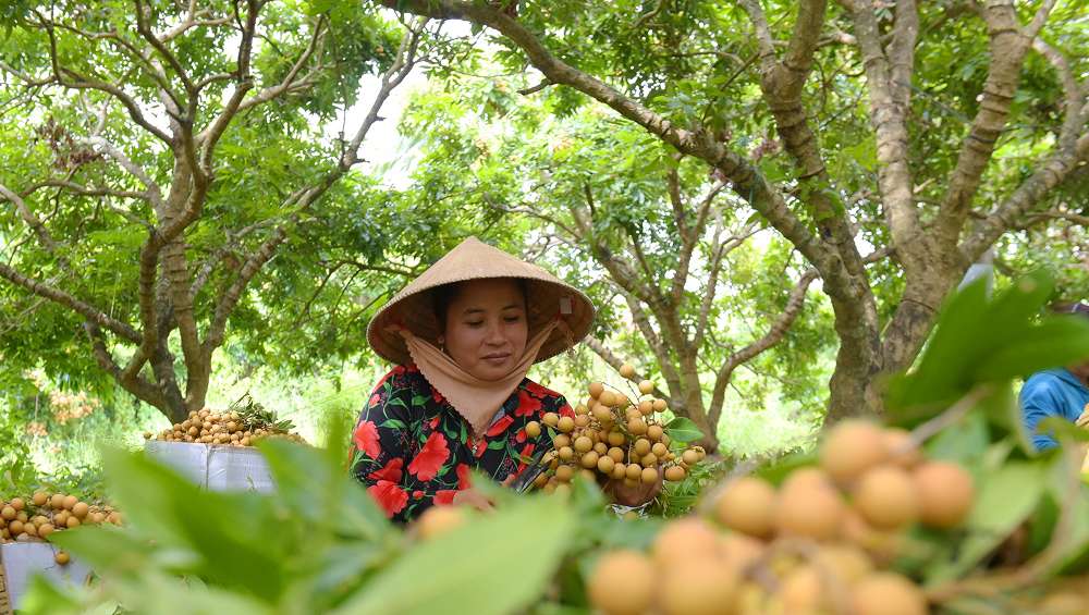 Nông dân thu hoạch nhãn tại vườn 