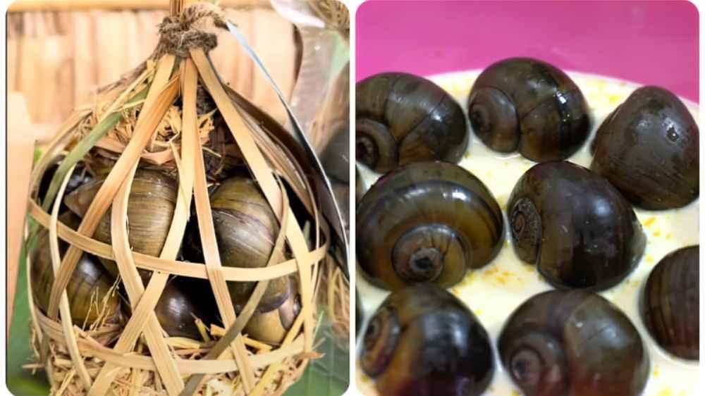 Ốc treo giàn bếp