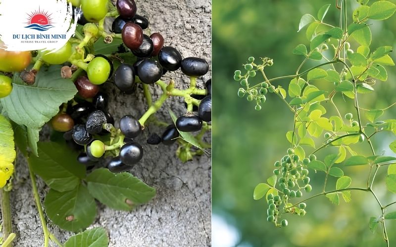 rượu trái giác cà mau có vị gì