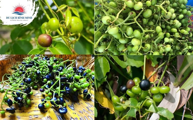 mua rượu trái giác cà mau ở đâu