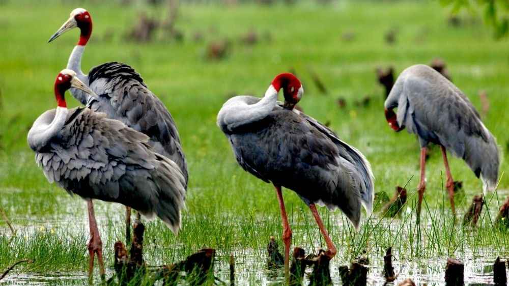 “Săn” ảnh cùng sếu đầu đỏ Tràm Chim 