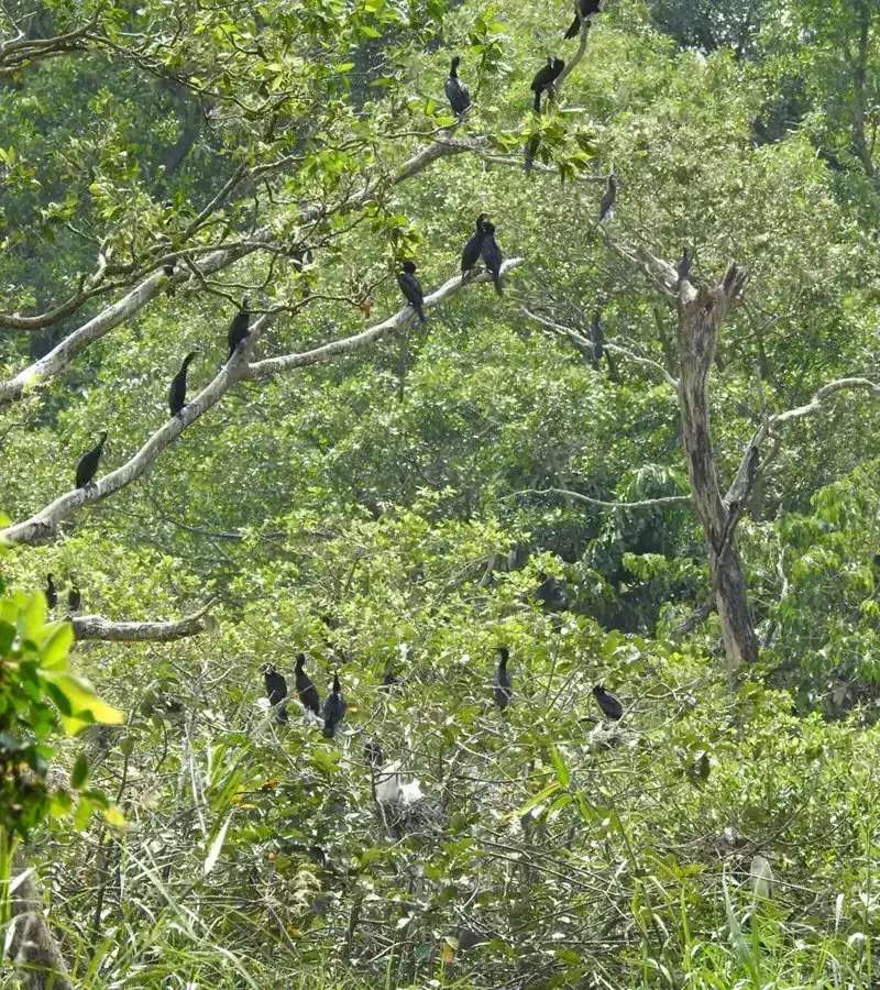 Tham quan sân chim Cà Mau với nhiều loài chim đặc biệt