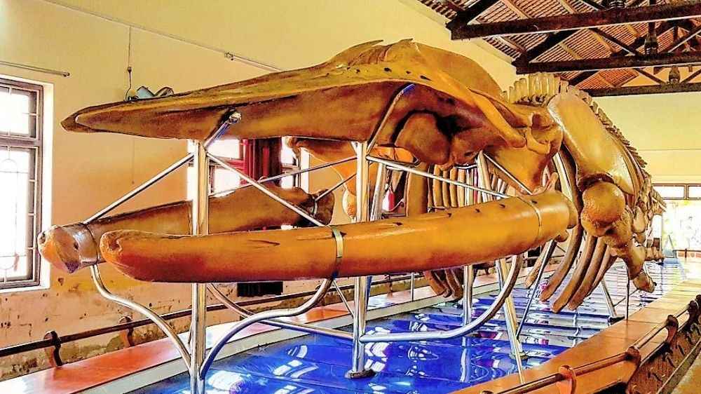 Tham quan tìm hiểu tín ngưỡng vùng biển tại Dinh Vạn Thủy Tú