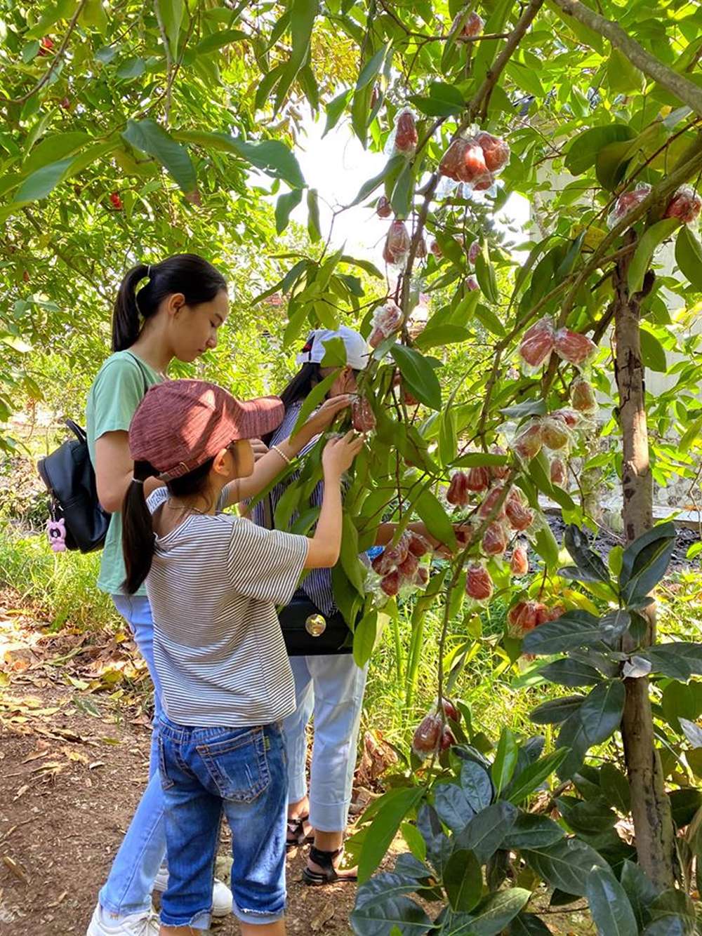 Tham quan vườn trái cây 