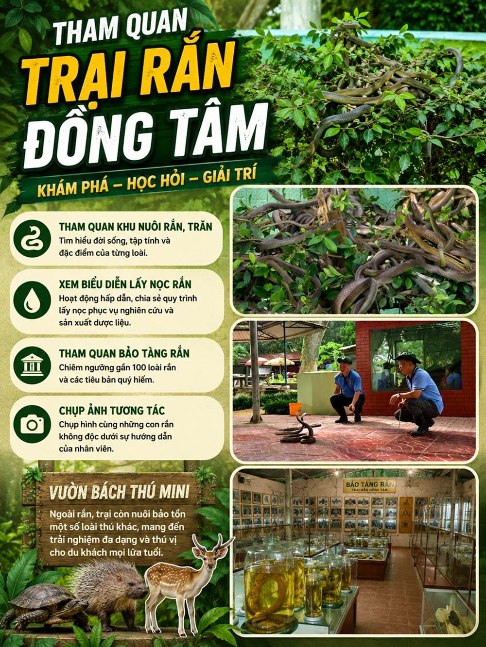 Tham quan trại rắn Đồng Tâm có gì thú vị?