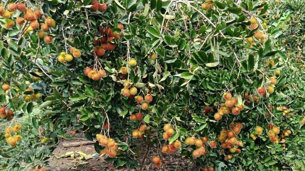 Tham quan vườn trái cây trĩu quả