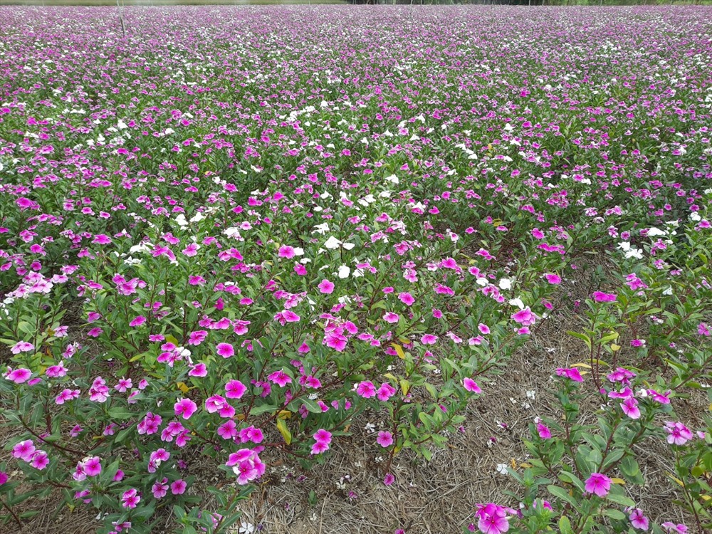 Thời Điểm Hoa Nở Đẹp Nhất