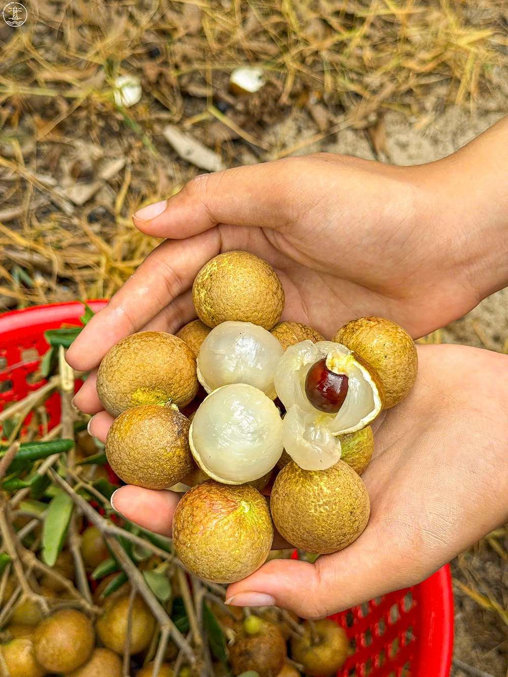 Thưởng thức nhãn thơm ngon tại vườn