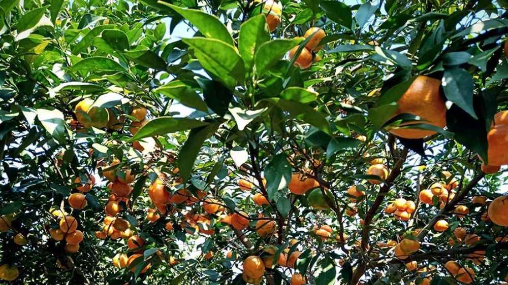 Trái cây miệt vườn Vĩnh Long 