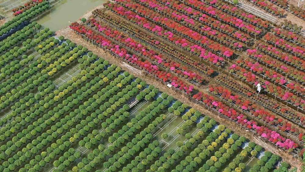 Khung cảnh tràn đầy sắc hoa tại Làng hoa Sa Đéc