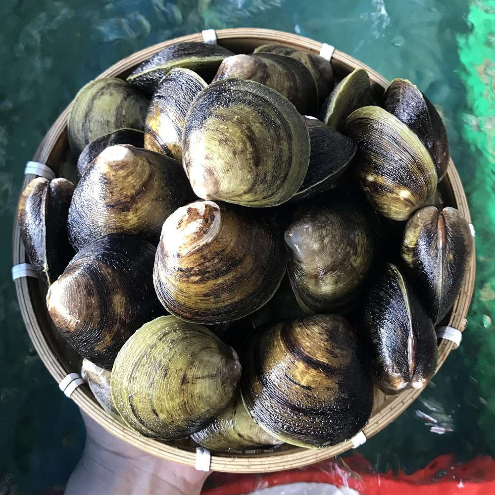 Vọp Cà Mau hấp sả