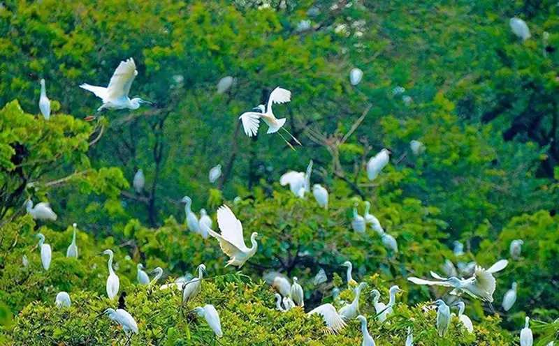 Tham quan vườn cò Tư Sự với hàng ngàn con cò trắng