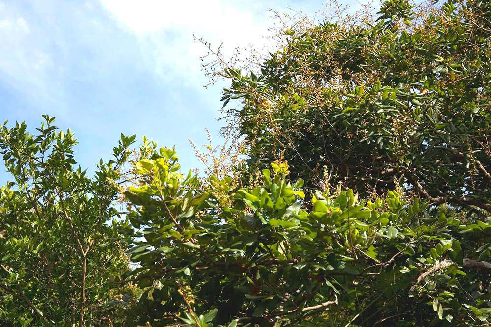 Vườn nhãn cổ Bạc Liêu