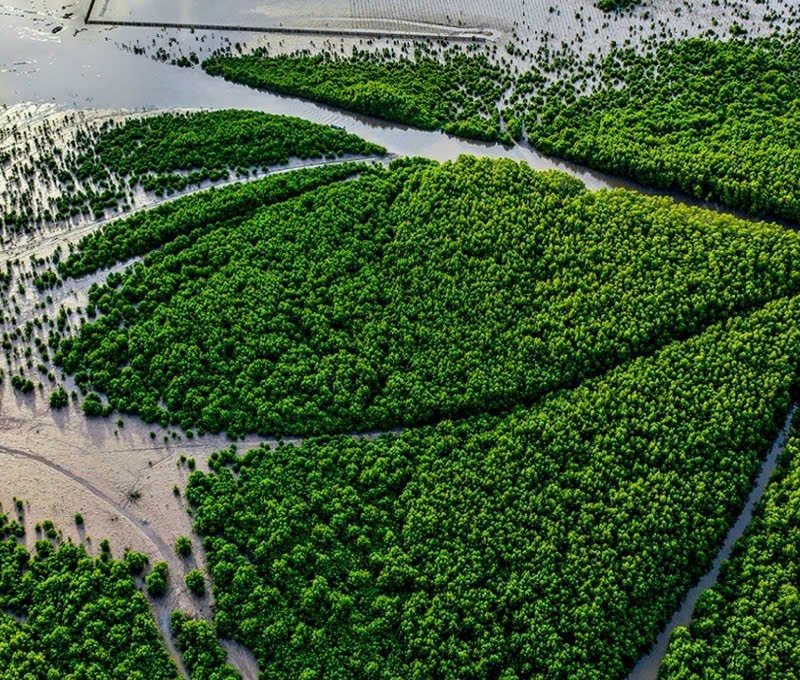 Vườn Quốc gia Mũi Cà Mau