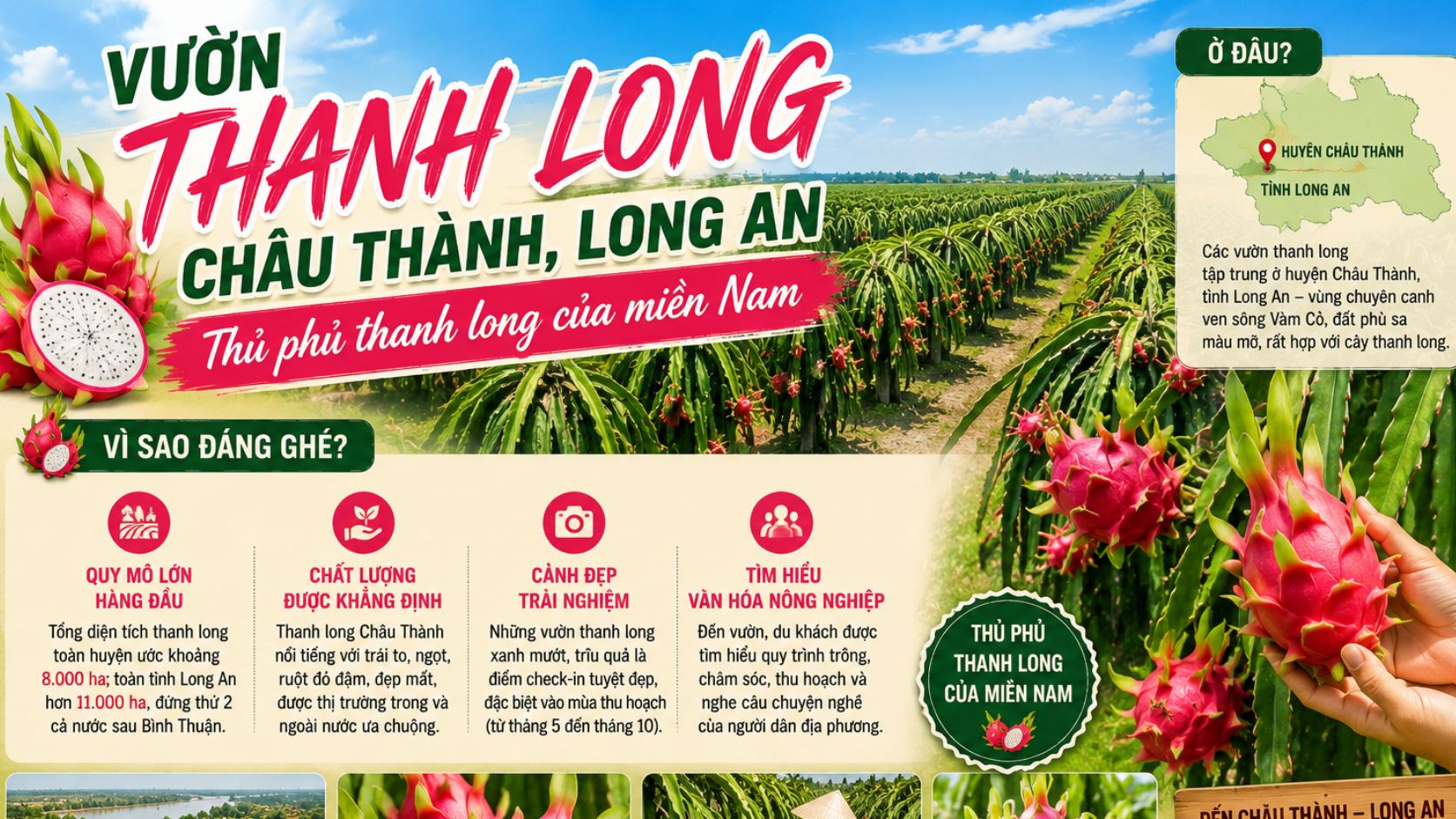 Vườn thanh long Châu Thành Long An ở đâu, vì sao đáng ghé?
