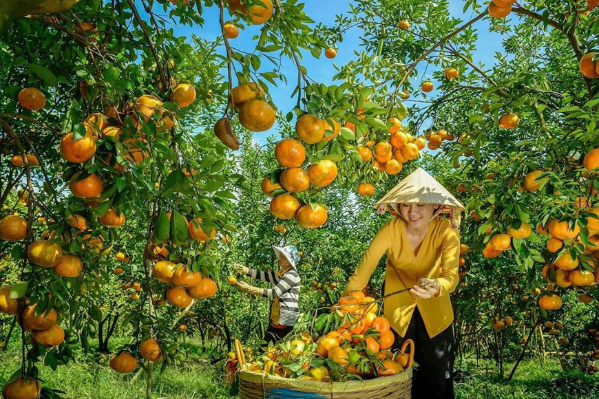 Vườn Trái Cây Vĩnh Kim Ở Đâu?