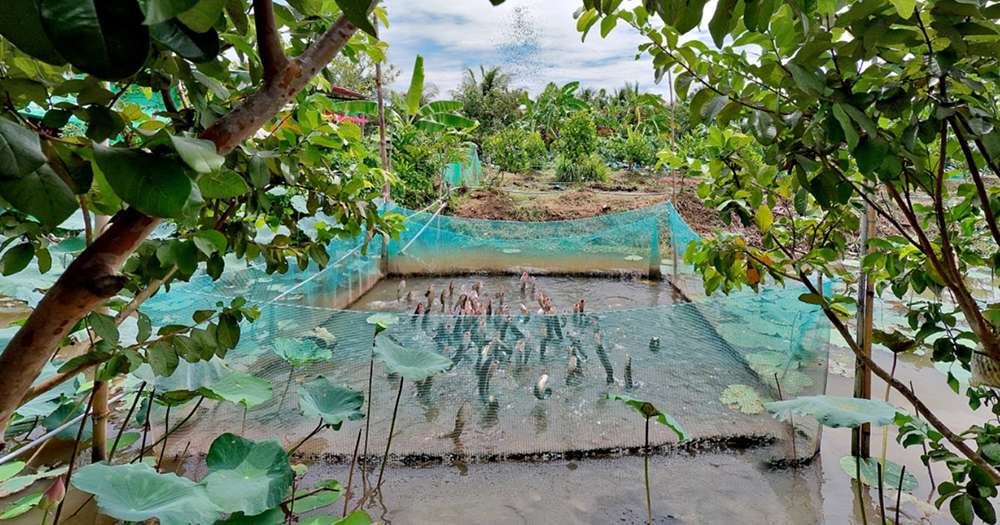 Ấn tượng với màn cá lóc bay