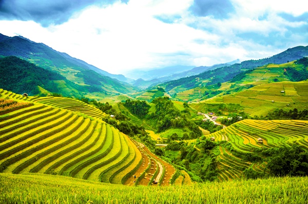 TOUR DU LỊCH MÙ CĂNG CHẢI: HÀ NỘI - NGHĨA LỘ - MÙ CĂNG CHẢI - HÀ NỘI (03 Ngày/ 02 Đêm) – isotour