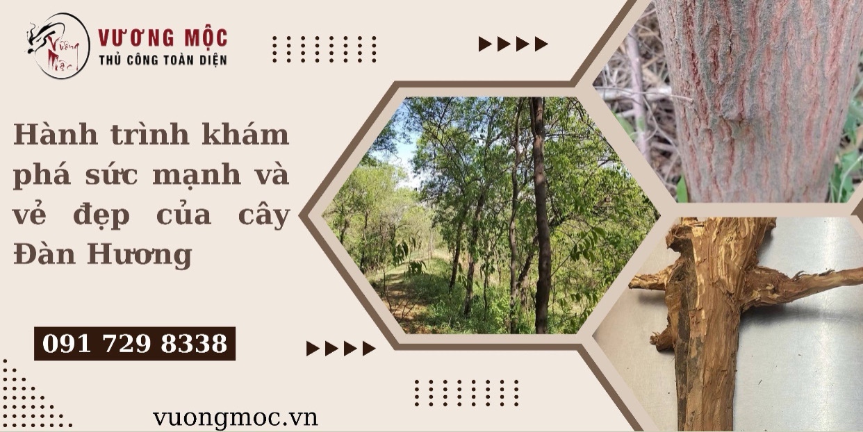 Hành trình khám phá sức mạnh và vẻ đẹp của cây Đàn Hương