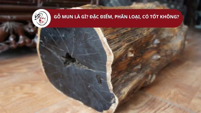 Gỗ mun là gì? Đặc điểm, Phân loại, Có tốt không?