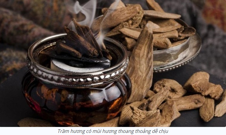 Cây trầm hương: Đặc điểm, công dụng và ý nghĩa trong đời sống