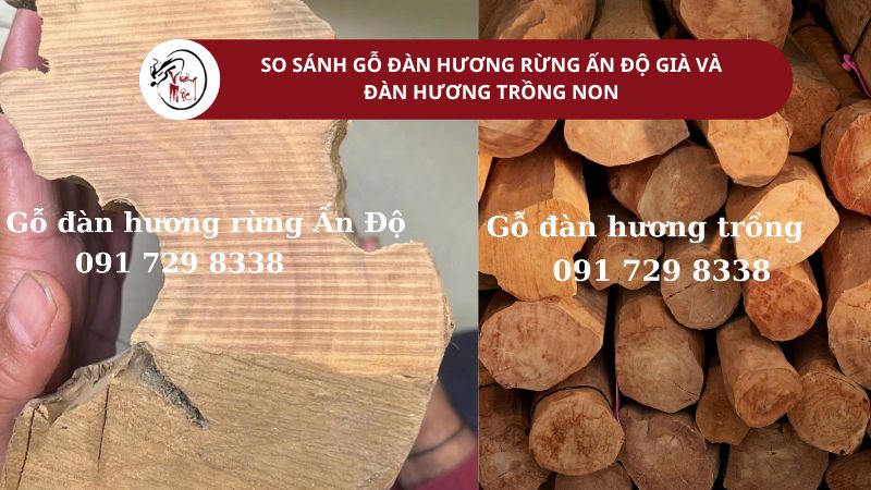 So sánh gỗ đàn hương rừng Ấn Độ già lâu năm và đàn hương trồng ấn độ non tươi