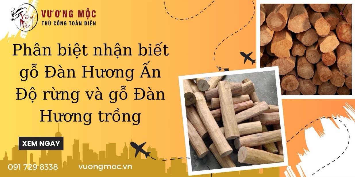 Phân biệt nhận biết gỗ Đàn Hương Ấn Độ rừng và gỗ Đàn Hương Ấn Độ trồng