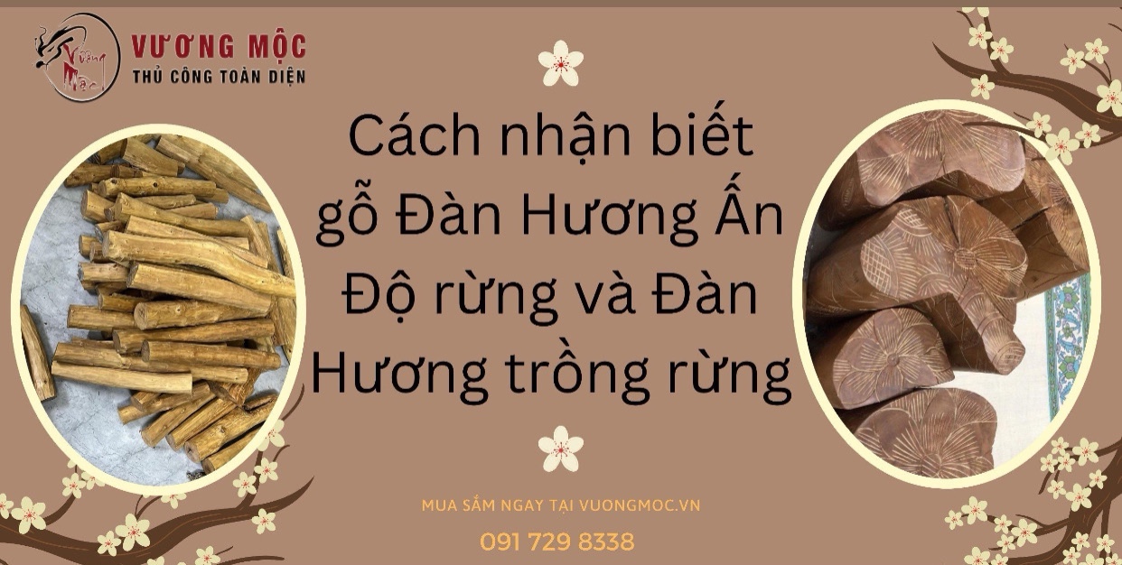 Cách nhận biết gỗ đàn hương ấn độ rừng và đàn hương trồng rừng,
