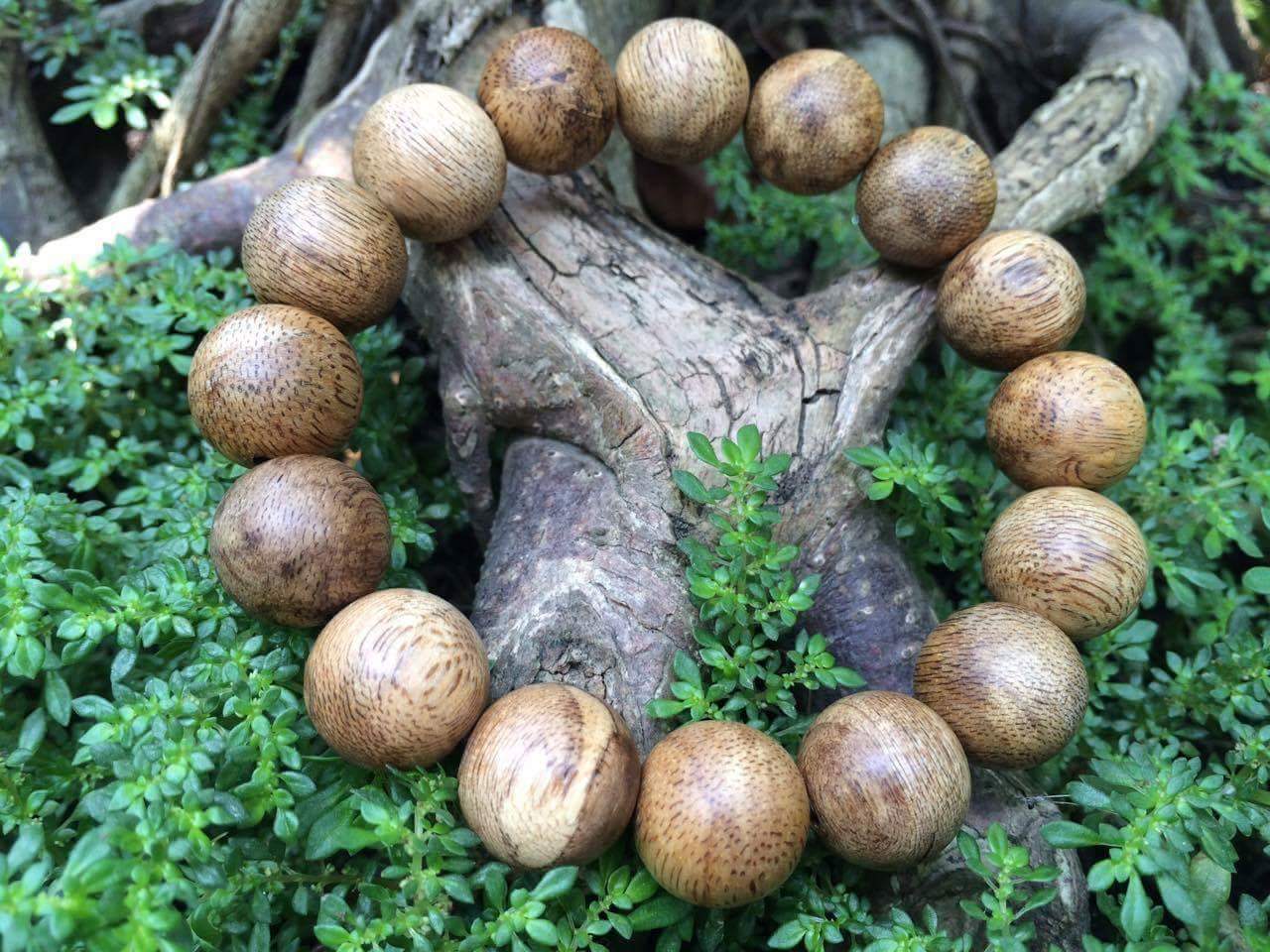 Kết quả hình ảnh cho cây trầm hương