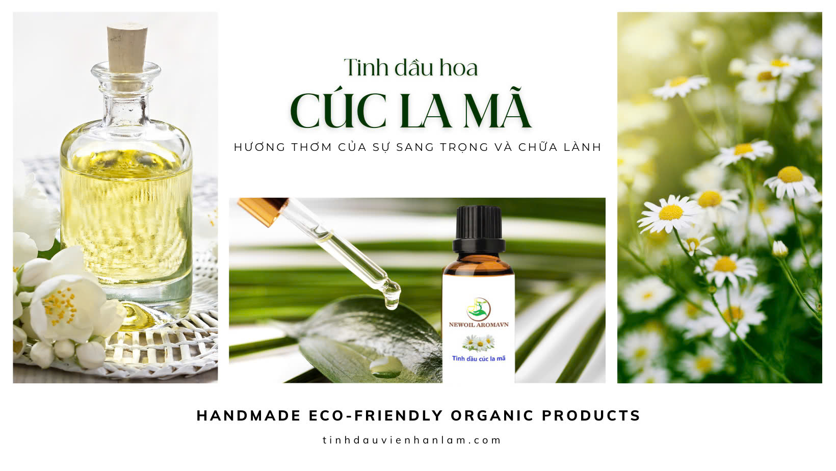 TINH DẦU HOA CÚC LA MÃ | HƯƠNG THƠM CỦA SỰ SANG TRỌNG VÀ CHỮA LÀNH