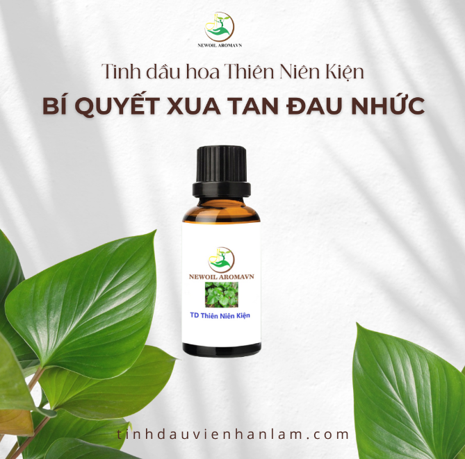 Tinh dầu thiên niên niện nguyên chất