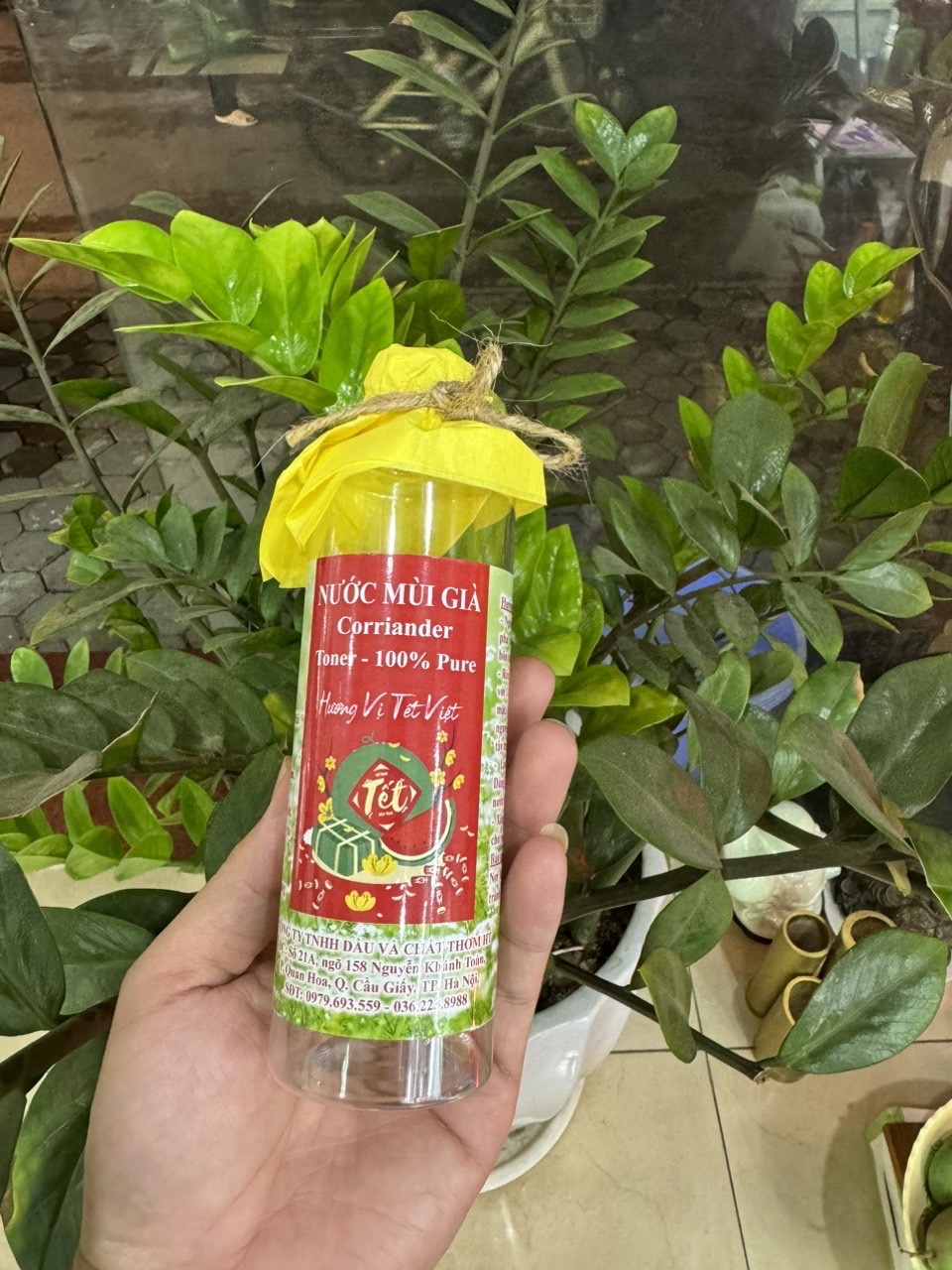 TINH DẦU MÙI GIÀ – HƯƠNG TẾT CỔ TRUYỀN, TINH THẦN MỚI MẺ 🌸