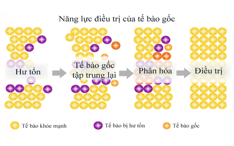 Liệu có thể dùng tế bào gốc để đẩy lùi lão hóa?