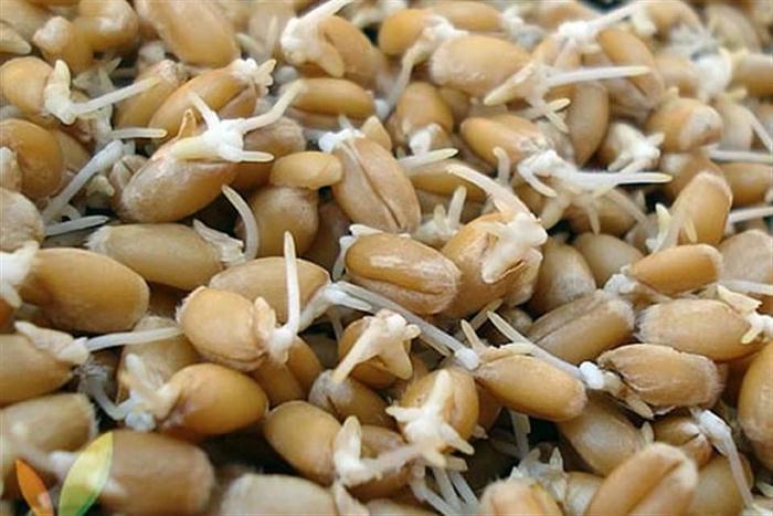 Hướng dẫn cách trồng cỏ lúa mì
