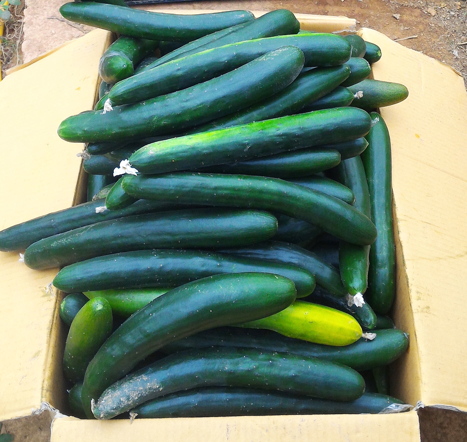 Cách bảo quản loại dưa chuột dài gần nửa mét,cả tuần vẫn tươi