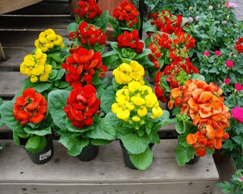 Kết quả hình ảnh cho hoa huyền sâm