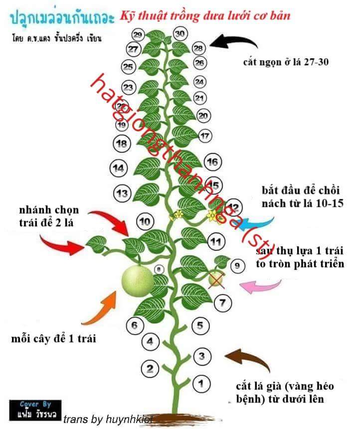 Tạo hình khắc chữ thư pháp dưa lưới Tết  Trái cây Dũng mập