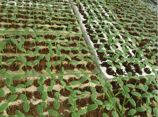 Trồng dưa kim cô nương, kim hoàng hậu  tết này ăn đủ