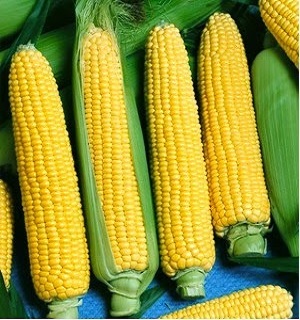 Kết quả hình ảnh cho hạt giốngngô ngọt hi-brix 53