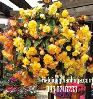 hoa thu hải đường kép rủ – Hạt Giống Thanh Nga