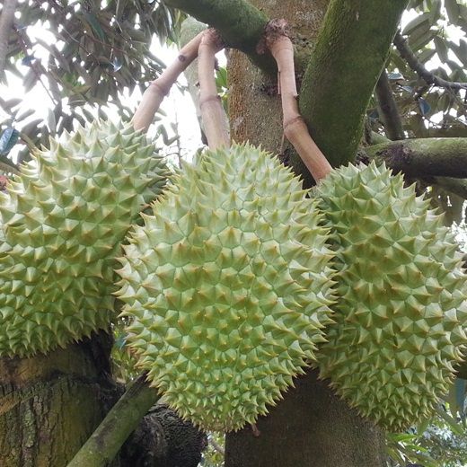 Sầu Rieng Ri6 Hay Sầu Rieng Sau Ri Sầu Rieng Cơm Vang Hạt Lep Sầu Rieng Ri6 Hay Sầu Rieng Sau Ri Sầu Rieng Cơm Vang Hạt Lep