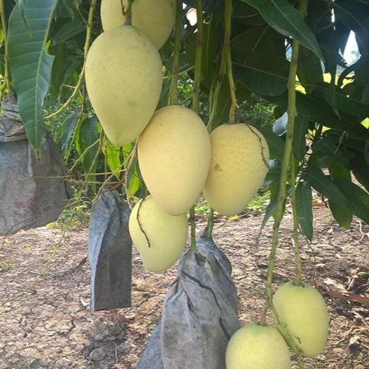 Xoai Cat Hoa Lộc Cao Lanh đồng Thap Mới 100 Gia 80 000đ Gọi 0988 922 557 Quận 5 Hồ Chi Minh Id 4e121200