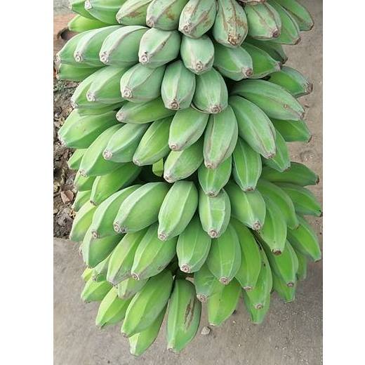 Trồng chuối sáp thu nhập cao  Vĩnh Long Online