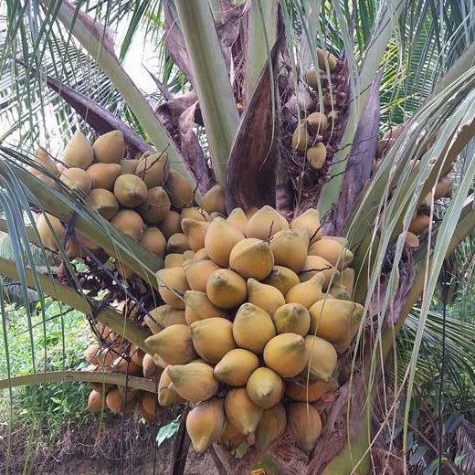 Dừa xiêm núm