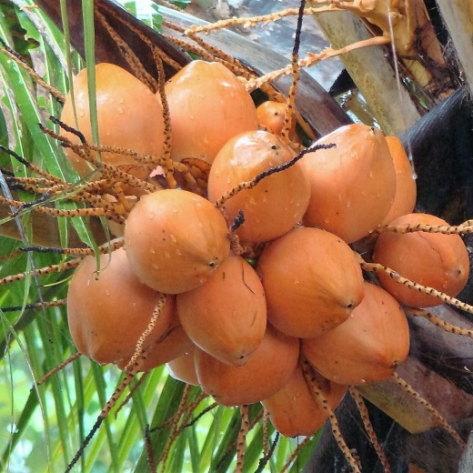 Dừa xiêm tam quan