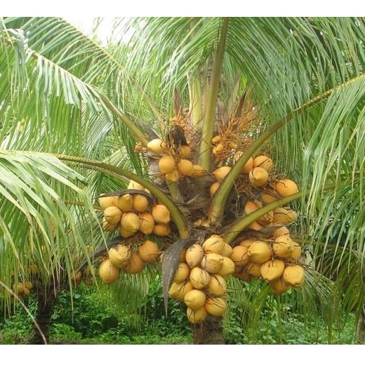 Dừa xiêm dây xanh (Dừa ẻo xanh)