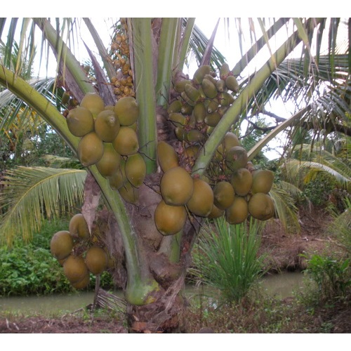 Dừa xiêm lục