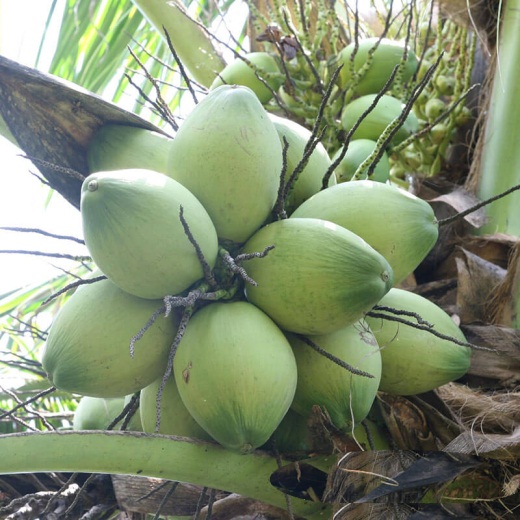 Dừa xiêm đỏ