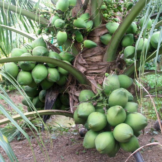 Dừa xiêm lửa